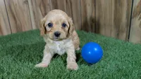 Kellee Boy 1, a male Cavapoo for sale in Halfway, MO – 1 of 4