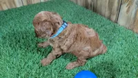 Sadie Boy 3, a male Cavapoo for sale in Halfway, MO – 4 of 4
