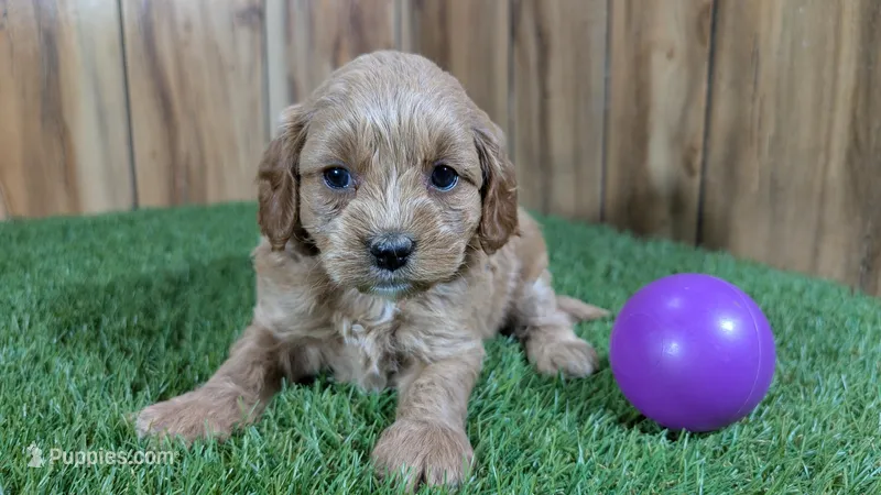 Katie Girl 1  – Cavapoo puppy for sale in Halfway, MO