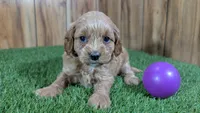 Katie Girl 1 , a female Cavapoo for sale in Halfway, MO – Photo 2 of 5
