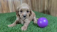 Katie Girl 1 , a female Cavapoo for sale in Halfway, MO – Photo 3 of 5