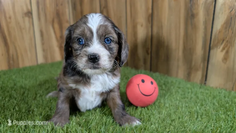 Splash Girl 2 – Cavapoo puppy for sale in Halfway, MO