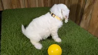 Lyla Girl 1, a female Cavapoo for sale in Halfway, MO – 4 of 4