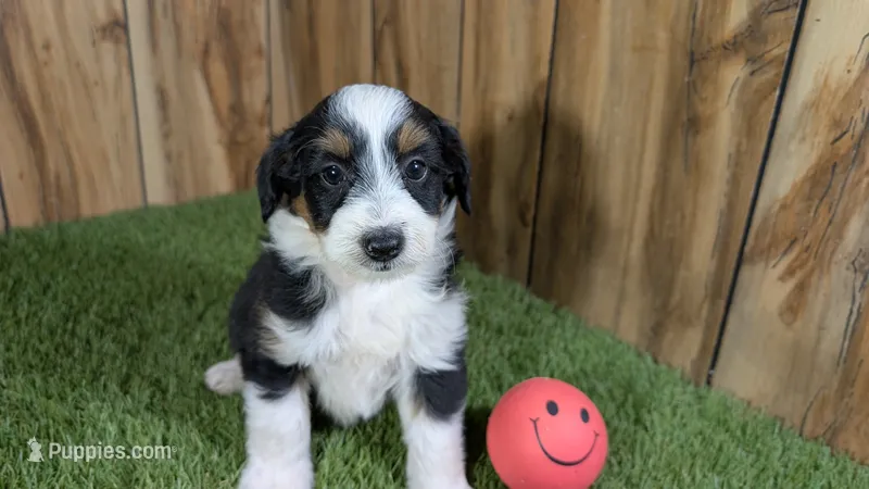 Sunset Girl 3 – Miniature Aussiedoodle puppy for sale in Halfway, MO