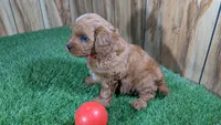 Sky Boy 4, a male Cavapoo for sale in Halfway, MO – 3 of 4