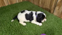 Hannah Girl 3, a female Cavalier King Charles Spaniel for sale in Halfway, MO – 3 of 5