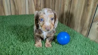 Crackers Boy 1, a male Miniature Dachshund for sale in Halfway, MO – 2 of 5