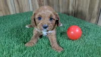 Harlow Girl 1, a female Cavapoo for sale in Halfway, MO – 2 of 5
