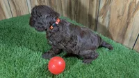 Honey Girl 1, a female Cavapoo for sale in Halfway, MO – 3 of 4