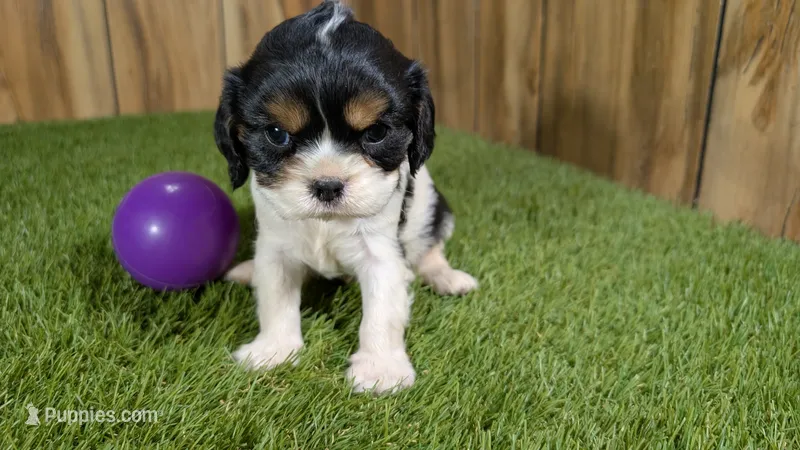 Boots Girl 2 – Cavalier King Charles Spaniel puppy for sale in Halfway, MO