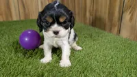 Boots Girl 2, a female Cavalier King Charles Spaniel for sale in Halfway, MO – 1 of 5