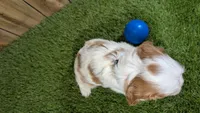 Carmella Boy 1, a male Cavalier King Charles Spaniel for sale in Halfway, MO – 3 of 5