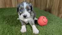 Sunset Girl 1, a female Miniature Aussiedoodle for sale in Halfway, MO – 1 of 4