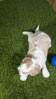 Lizzy Boy 1, a male Cavapoo for sale in Halfway, MO – 5 of 5