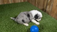 Sunset Boy 1, a male Miniature Aussiedoodle for sale in Halfway, MO – 4 of 5