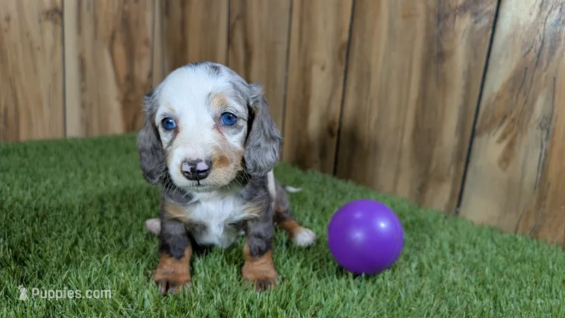 Pansy Girl 2 – Miniature Dachshund puppy for sale in Halfway, MO