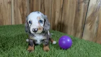 Pansy Girl 2, a female Miniature Dachshund for sale in Halfway, MO – 1 of 6