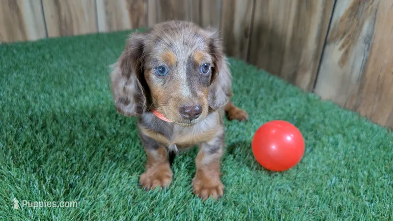 Sweetie Boy 2 AKC – Miniature Dachshund puppy on hold in Halfway, MO