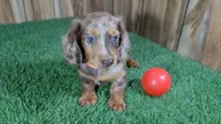 Sweetie Boy 2 AKC, a male Miniature Dachshund for sale in Halfway, MO – 1 of 5