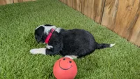 Sunset Girl 3, a female Miniature Aussiedoodle for sale in Halfway, MO – 4 of 4