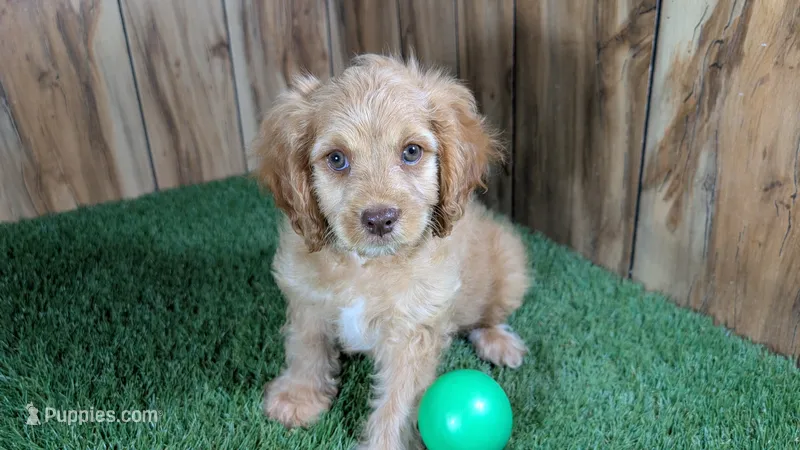 Lyla Boy 2 – Cavapoo puppy for sale in Halfway, MO