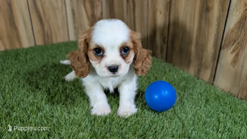Carmella Boy 1 – Cavalier King Charles Spaniel puppy for sale in Halfway, MO