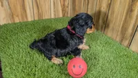 Honey Girl 3, a female Cavapoo for sale in Halfway, MO – 4 of 5