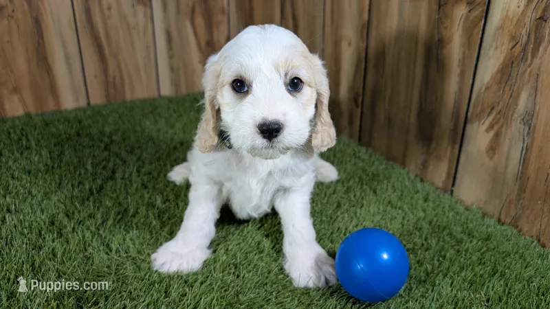 Gabby Boy 2 – Cavapoo puppy for sale in Halfway, MO