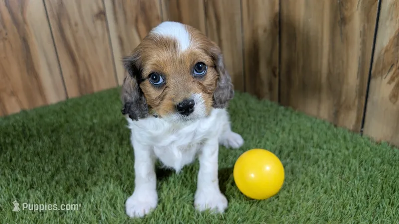 Gabby Girl 3 – Cavapoo puppy for sale in Halfway, MO