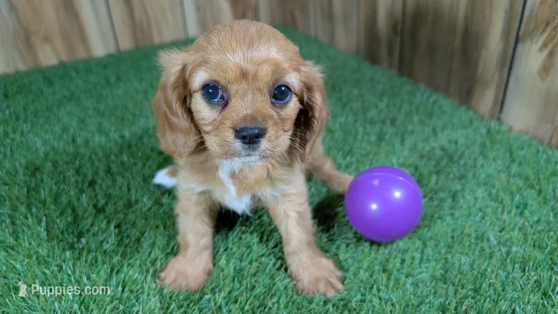 Mattie Girl 1 – Cavalier King Charles Spaniel puppy for sale in Halfway, MO