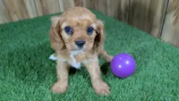 Mattie Girl 1, a female Cavalier King Charles Spaniel for sale in Halfway, MO – 1 of 5