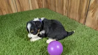 Sunset Girl 4, a female Miniature Aussiedoodle for sale in Halfway, MO – 3 of 5