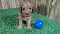 LaRae Boy 1, a male Cavapoo for sale in Halfway, MO – 2 of 4