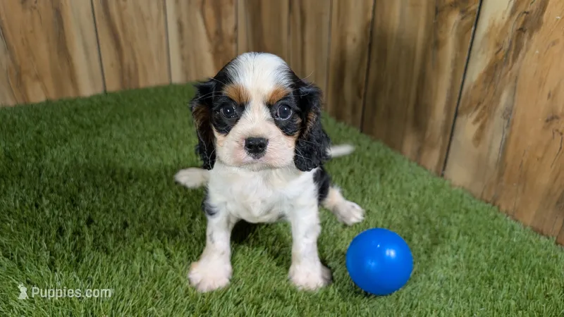 Beth boy 4 – Cavalier King Charles Spaniel puppy for sale in Halfway, MO