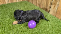 Donut Girl 1, a male Cavalier King Charles Spaniel for sale in Halfway, MO – 3 of 4