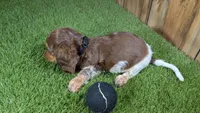 Sweetie Boy 6 AKC, a male Miniature Dachshund for sale in Halfway, MO – 6 of 6