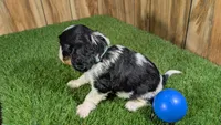 Bessie Boy 1, a male Cavalier King Charles Spaniel for sale in Halfway, MO – 4 of 4