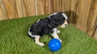 Missy Boy 3, a male Cavalier King Charles Spaniel for sale in Halfway, MO – 5 of 5