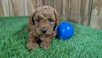 Little Honey Boy 1, a male Poodle - Miniature  for sale in Halfway, MO – 3 of 5