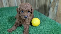 Little Honey Girl 1, a female Poodle - Miniature  for sale in Halfway, MO – 4 of 5
