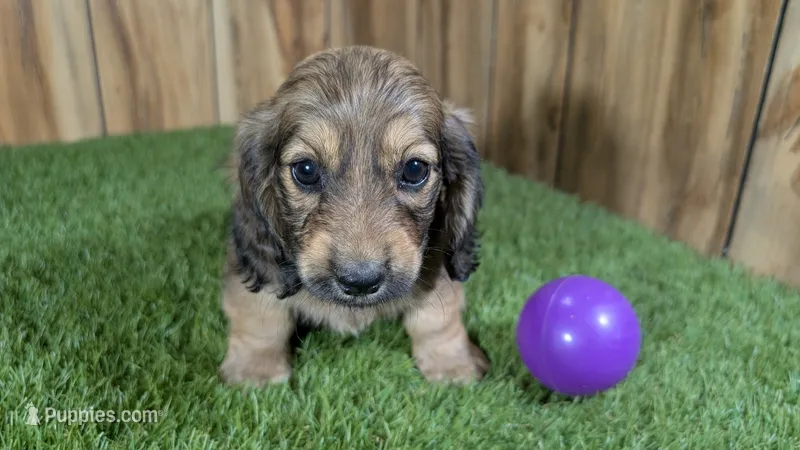 Raleigh Girl 1 – Miniature Dachshund puppy for sale in Halfway, MO