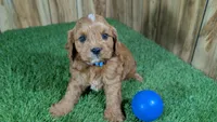 Sky Boy 2, a male Cavapoo for sale in Halfway, MO – 2 of 4