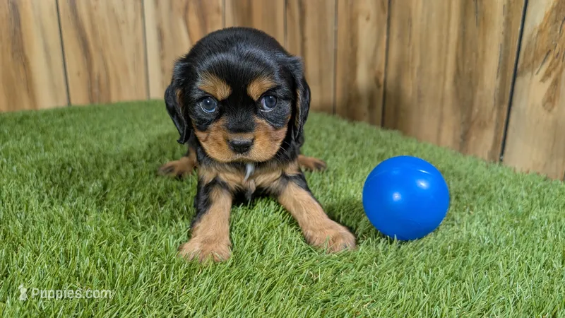 Donut Boy 1 – Cavalier King Charles Spaniel puppy for sale in Halfway, MO