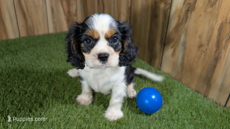 Beth boy 4 – Cavalier King Charles Spaniel puppy for sale in Halfway, MO