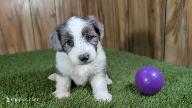 Sunset Girl 2 – Miniature Aussiedoodle puppy for sale in Halfway, MO