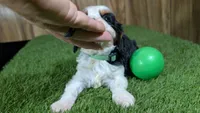 Beth boy 3, a male Cavalier King Charles Spaniel for sale in Halfway, MO – 2 of 5