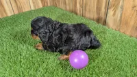 Honey Girl 5, a female Cavapoo for sale in Halfway, MO – 4 of 5