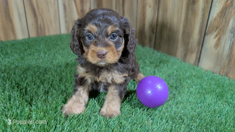 Honey Girl 2 – Cavapoo puppy for sale in Halfway, MO