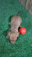 Tilly Girl 1, a female Miniature Dachshund for sale in Halfway, MO – 3 of 4