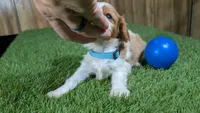 Beth Boy 1, a male Cavalier King Charles Spaniel for sale in Halfway, MO – 3 of 5